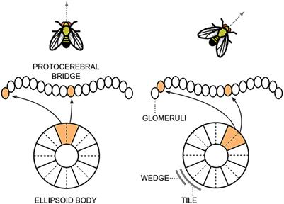 Bio-inspired circular latent spaces to estimate objects' rotations